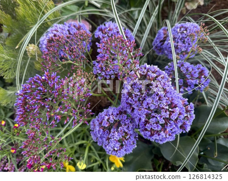 一種開著紫色小花的植物。 一種開著紫色小花的植物。 126814325