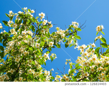 blossoming philadelphus shrub twigs and blue sky blossoming philadelphus shrub twigs and blue sky 126814403