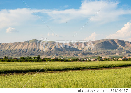 green fields along E117 highway in Ararat province green fields along E117 highway in Ararat province 126814487