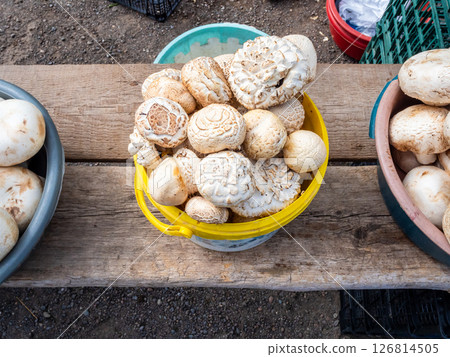 fresh harvested local mushrooms on wooden stall fresh harvested local mushrooms on wooden stall 126814505