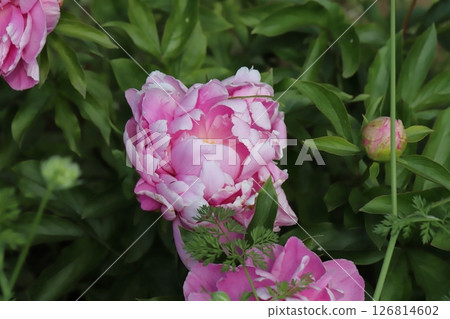 粉紅色牡丹花在春天的花園裡盛開 126814602