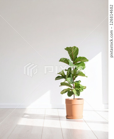 A Fiddle Fig plant in a clay pot in the room A Fiddle Fig plant in a clay pot in the room 126814682