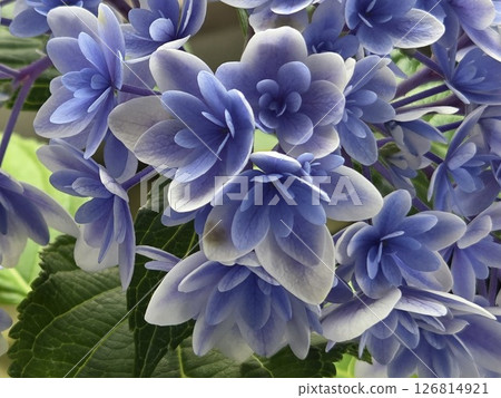 可愛又神秘的藍色繡球花 126814921