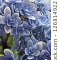 可愛又神秘的藍色繡球花 126814922