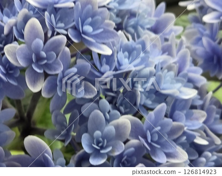 可愛又神秘的藍色繡球花 可愛又神秘的藍色繡球花 126814923