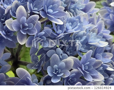 可愛又神秘的藍色繡球花 可愛又神秘的藍色繡球花 126814924