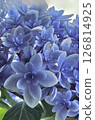 可愛又神秘的藍色繡球花 126814925