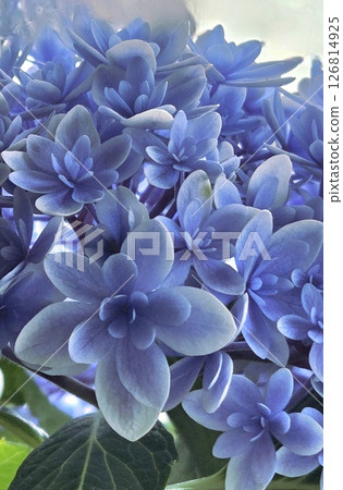 可愛又神秘的藍色繡球花 可愛又神秘的藍色繡球花 126814925