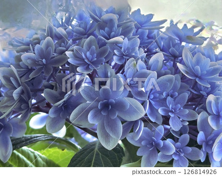 可愛又神秘的藍色繡球花 可愛又神秘的藍色繡球花 126814926