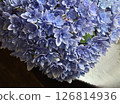 可愛又神秘的藍色繡球花 126814936