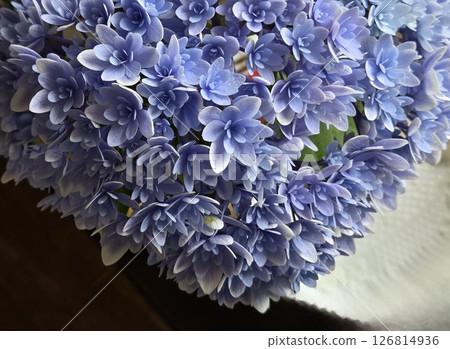 可愛又神秘的藍色繡球花 126814936