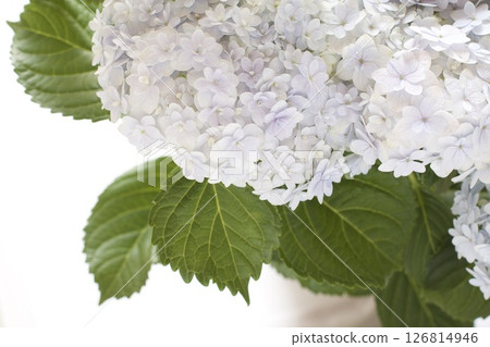 紫色繡球花 紫色繡球花 126814946
