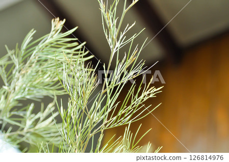 grevillea, Grevillea Honey Gem or Grevillea Long John or grevillea moonlight or Grevillea R Br ex Knight, pine tree or Proteaceae grevillea, Grevillea Honey Gem or Grevillea Long John or grevillea moonlight or Grevillea R Br ex Knight, pine tree or Proteaceae 126814976