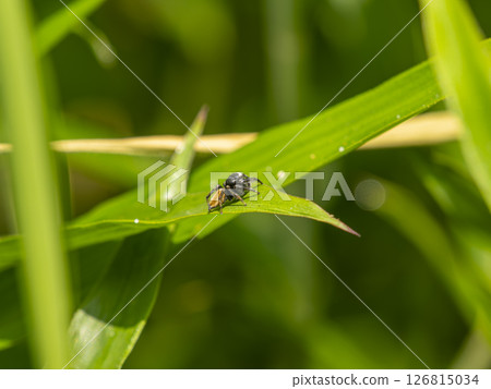 White-legged jumping spider on a leaf White-legged jumping spider on a leaf 126815034