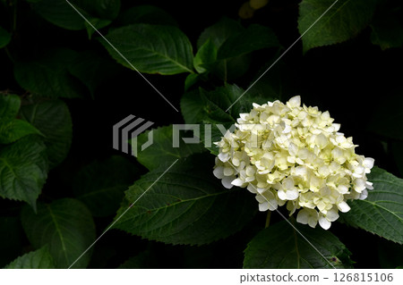 白色繡球花 白色繡球花 126815106