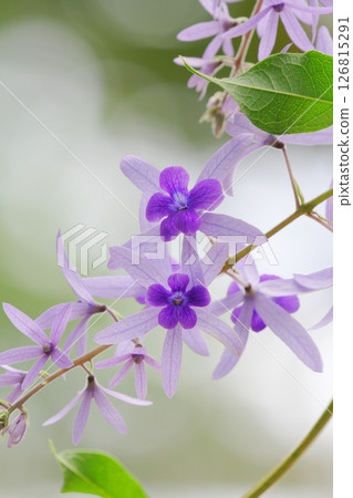 Petrea·Walbilis 126815291