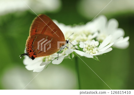 紅銅和奧利亞④ 126815410