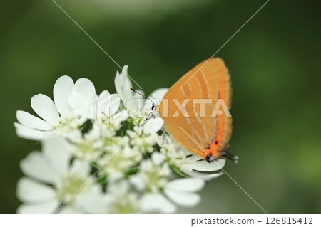Red Copper and Orlea ⑥ Red Copper and Orlea ⑥ 126815412
