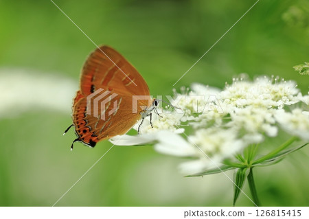 Red Copper and Orlaya ⑨ Red Copper and Orlaya ⑨ 126815415