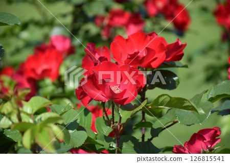 Beautiful Rose Beautiful Rose 126815541