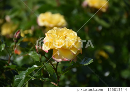 美麗的玫瑰 美麗的玫瑰 126815544