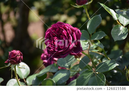 Beautiful Rose Beautiful Rose 126815586
