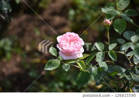 Beautiful Rose 126815590