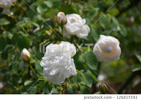 美麗的玫瑰 126815591