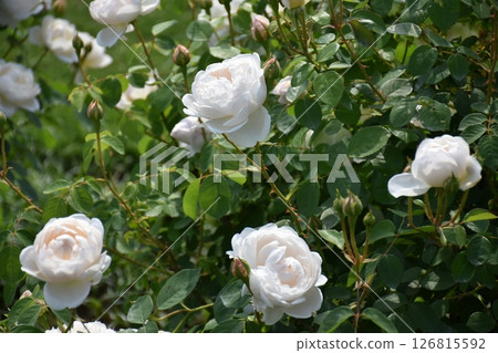 美麗的玫瑰 126815592