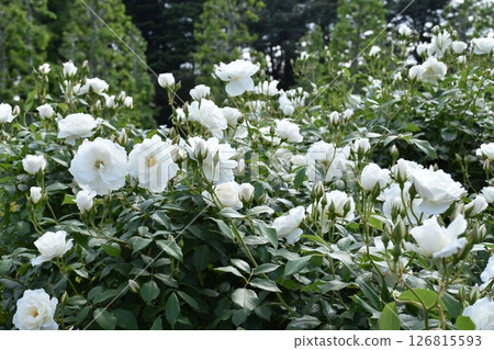 美麗的玫瑰 126815593