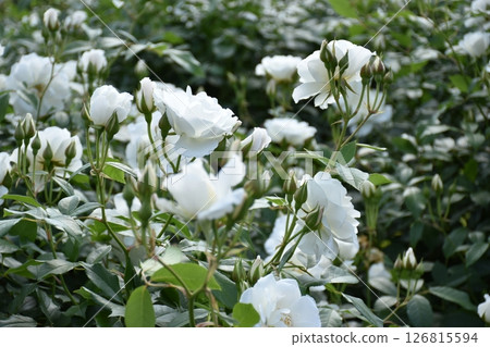 美麗的玫瑰 126815594