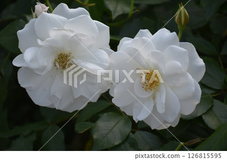 美麗的玫瑰 126815595