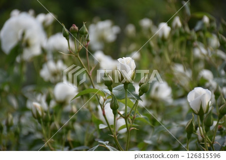 美麗的玫瑰 126815596