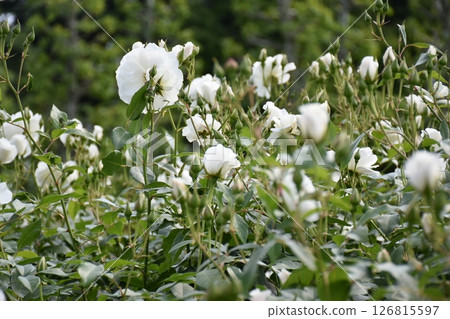 Beautiful Rose Beautiful Rose 126815597