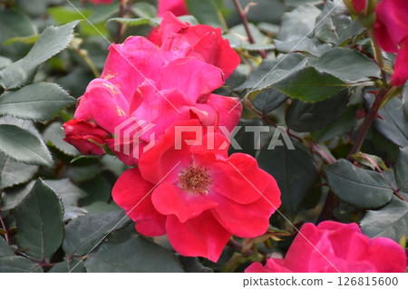 Beautiful Rose Beautiful Rose 126815600