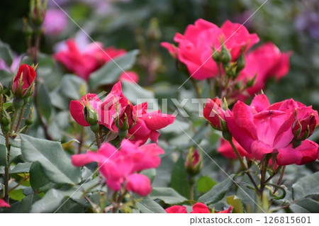 Beautiful Rose 126815601