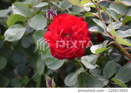 Beautiful Rose 126815605