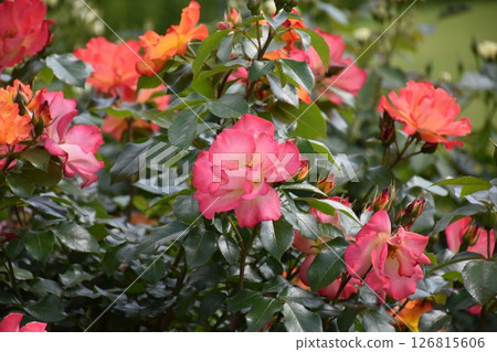 Beautiful Rose 126815606