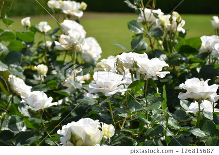 Beautifully blooming rose 126815687