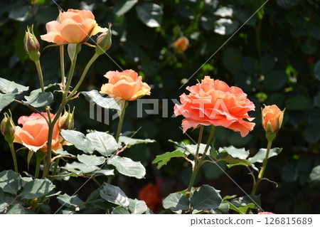 Beautifully blooming rose Beautifully blooming rose 126815689