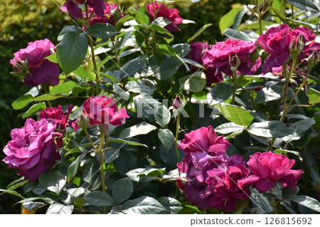 Beautifully blooming rose 126815692