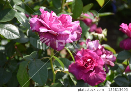 Beautifully blooming rose 126815693