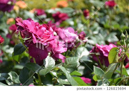 Beautifully blooming rose 126815694