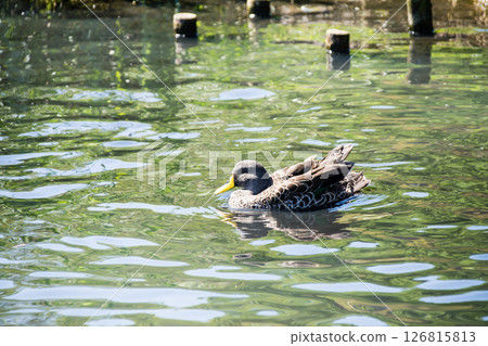 A duck gracefully gliding across the surface of a pond under bright sunlight at the London Wetlands Centre 126815813