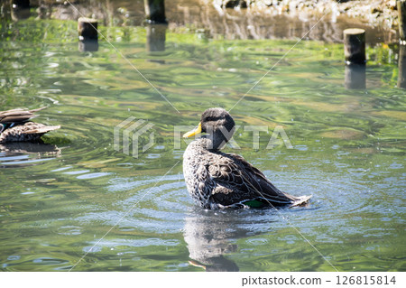 A duck gracefully gliding across the surface of a pond under bright sunlight at the London Wetlands Centre A duck gracefully gliding across the surface of a pond under bright sunlight at the London Wetlands Centre 126815814