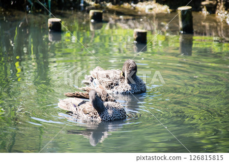 A duck gracefully gliding across the surface of a pond under bright sunlight at the London Wetlands Centre 126815815