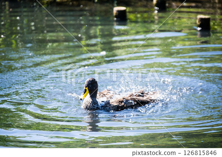 A duck gracefully gliding across the surface of a pond under bright sunlight at the London Wetlands Centre 126815846