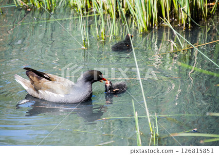 A mother and her ducklings gracefully move across the surface of a pond under bright sunlight at the London Wetlands Centre 126815851