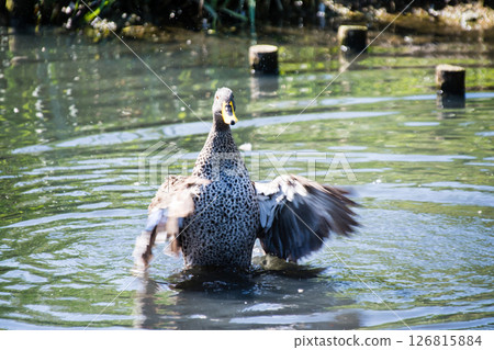 A duck flapping its wings and splashing wildly on the surface of a pond at the London Wetlands Centre A duck flapping its wings and splashing wildly on the surface of a pond at the London Wetlands Centre 126815884