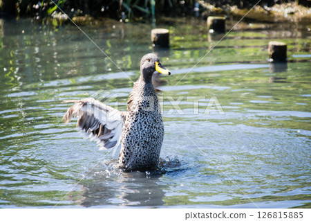 A duck flapping its wings and splashing wildly on the surface of a pond at the London Wetlands Centre 126815885